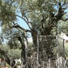 Потомки древних маслин окружают храм