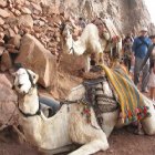 Верблюды поджидают уставших путников (или очень любопытных)